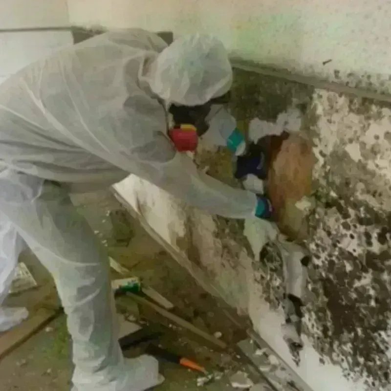 Mold Remediation and Removal in Newcastle, CA